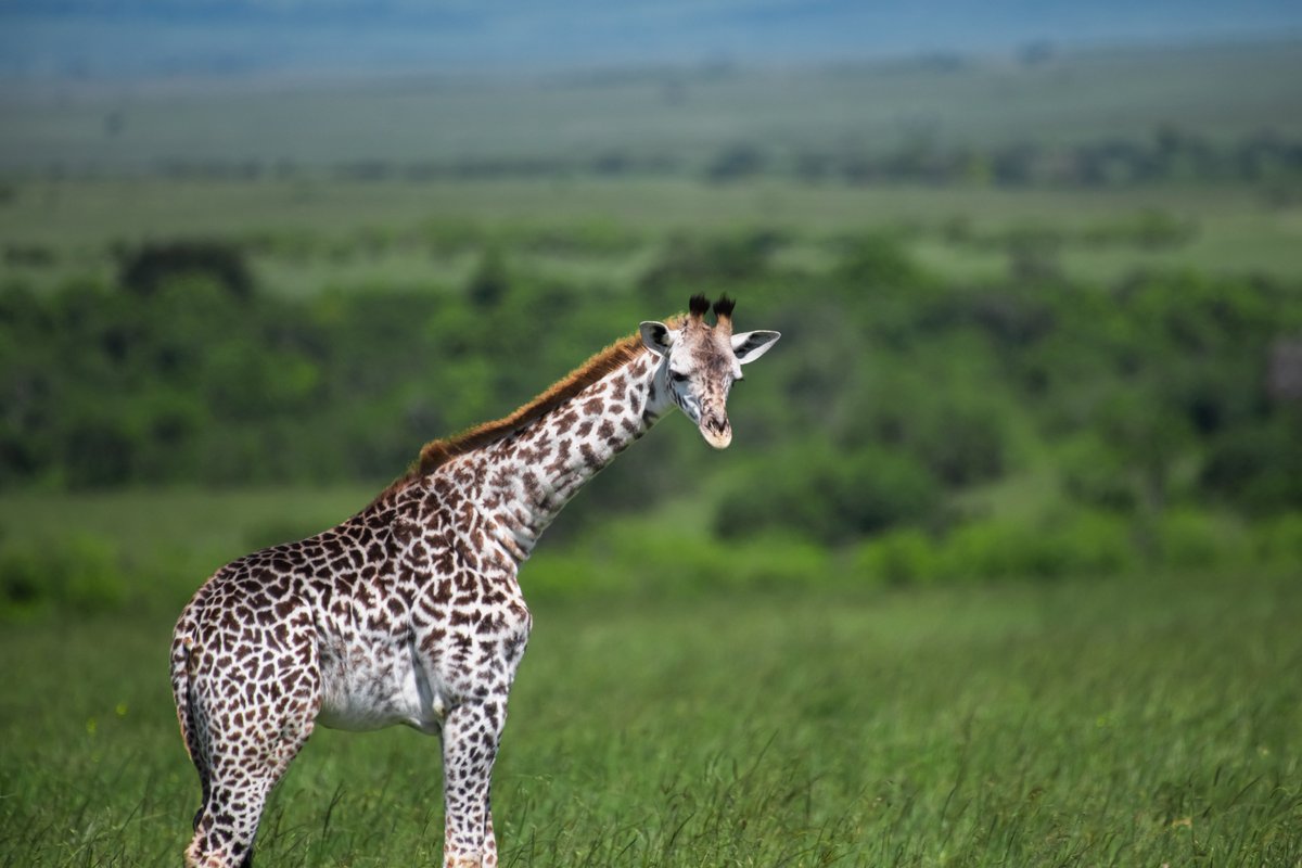 bownaankamal's tweet photo. Africa Wildlife | Photos by @bownaankamal
1) Masai Giraffe | Masai Mara | Kenya
2) Mountain Gorilla (Mucunguzi Family) | Bwindi | Uganda
3) Orb weaver | Ankanin'ny Nofy | Madagascar
4) Red-legged sun squirrel | Kyambura Gorge | Uganda
.
.
#EastAfricaWild #WildConservation #Bownaankamal #SaveWildlife #AfricanWildlife #SustainableTourism #ConservationTravel #AfricaWildlife