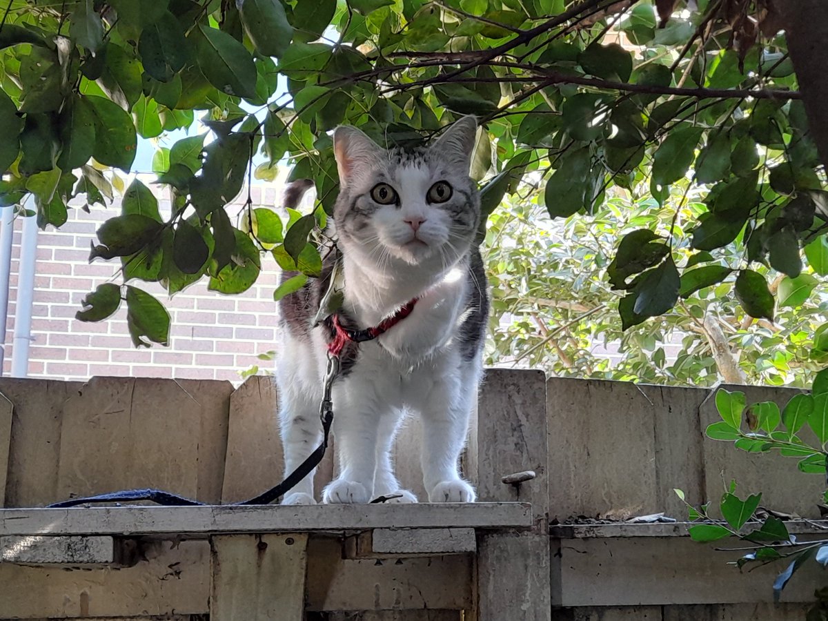 Diary of a cat servant: As we head into winter Ella and I are already dreaming of long summer #Hedgewatch shifts. But unlike Ella in this #ThrowbackThursday pic I prefer to do mine from solid ground (or deck chair).