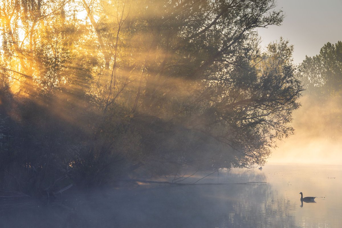 Een Canadese gans gevangen in het eerste ochtendlicht. Krekengebied Zeeuws-Vlaanderen 📷 #voorjaar #fotografie