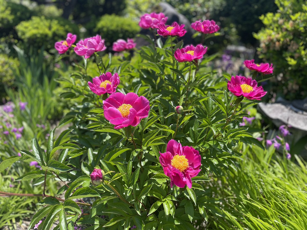 かなり、暑い🥵
花々に癒されて歩く。