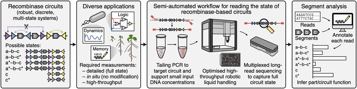 Thomas Gorochowski (@chofski) on Twitter photo Do you work with recombinases?🛠️🧬In the latest from my lab, Veronica Greco shows how <a href="/nanopore/">Oxford Nanopore</a> sequencing paired with automated liquid handling provides the perfect platform for characterising these systems at scale! #synbio doi.org/10.1101/2025.0… Do you work with recombinases?🛠️🧬In the latest from my lab, Veronica Greco shows how <a href="/nanopore/">Oxford Nanopore</a> sequencing paired with automated liquid handling provides the perfect platform for characterising these systems at scale! #synbio doi.org/10.1101/2025.0…