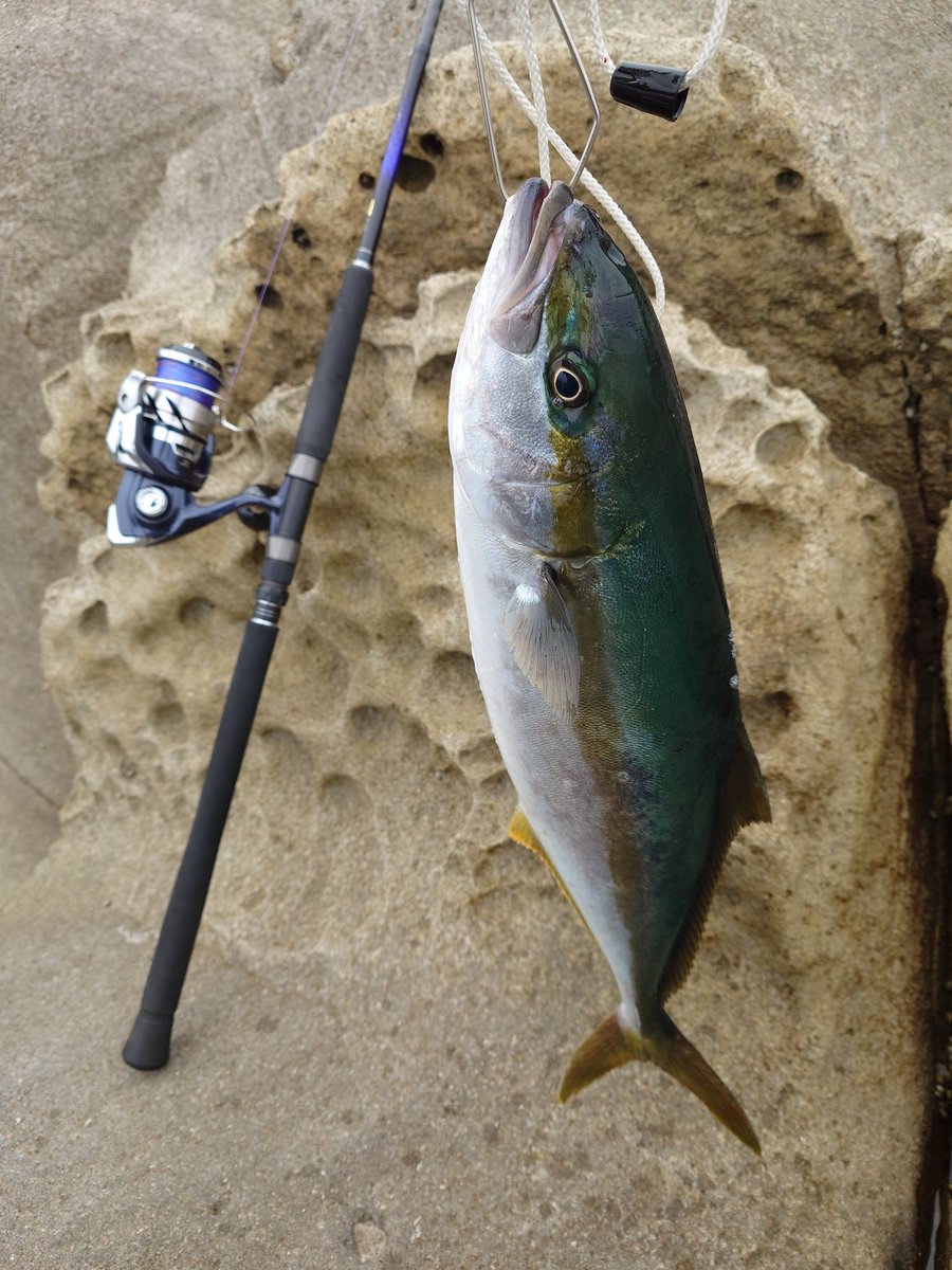 time_yr's tweet photo. 今年も釣れて良かった

ルアーはジガロマッシブ80g
エギシャクるつもりだったけどナブラだらけの海なんて見たらこっちシャクるしかないよね…
#釣り #海釣り #ショアジギング #経ヶ岬 https://t.co/F7y7yaVE7e