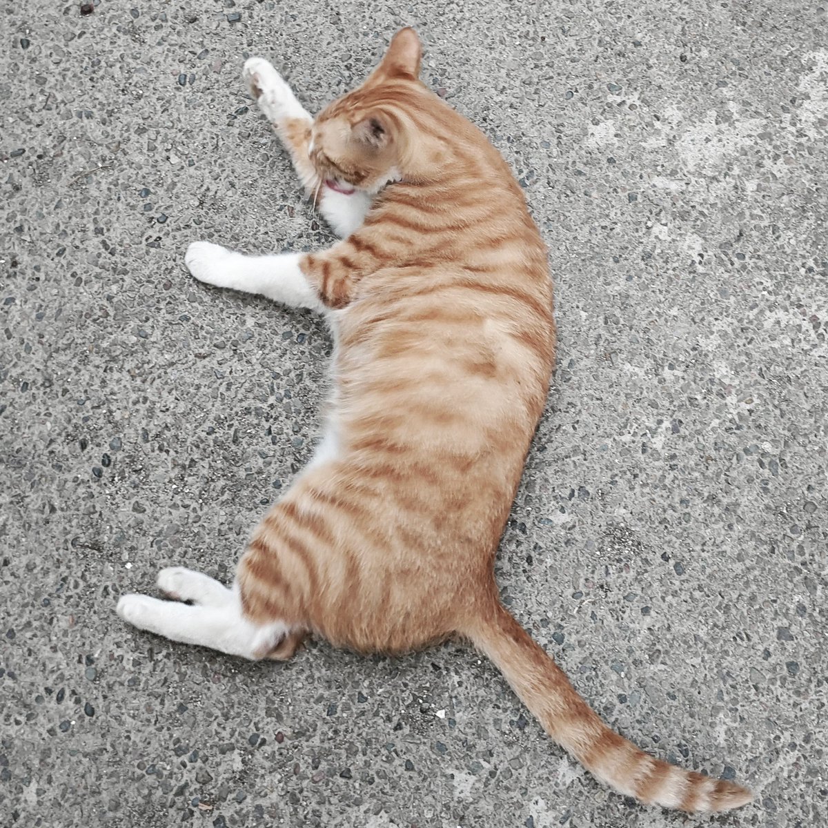 谁家的大鸡腿掉地上了