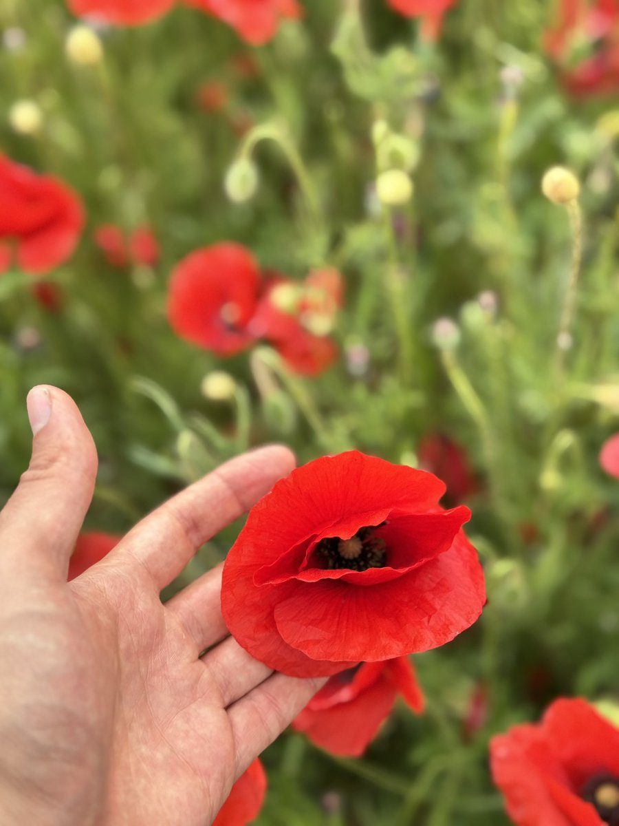 Daniel Gonzalo 🇪🇺 tweet media