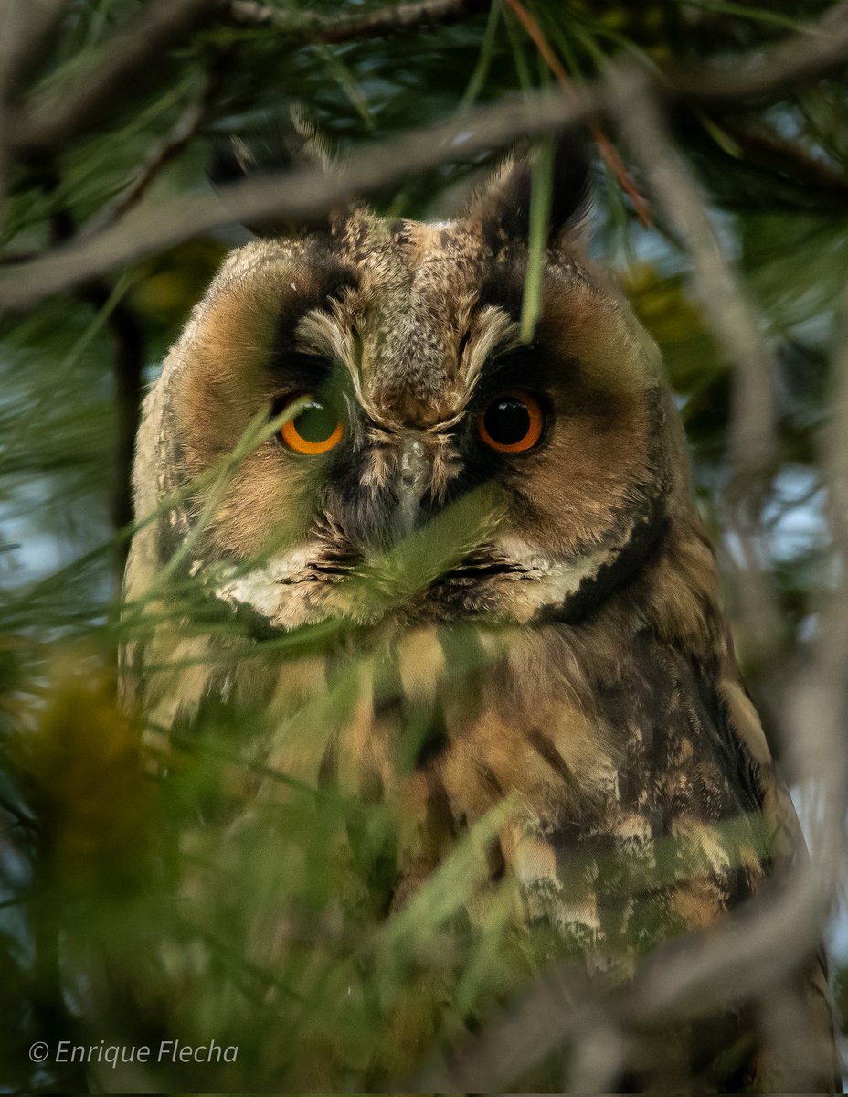 Búho chico (Asio otus), unos ojos que te vigilan. Parque forestal de Polvoranca, Madrid, España, Mayo 2025. Feliz día, un saludo.
Orden: Strigiformes 
Familia: Strigidae 
#BirdsSeenIn2025 #nikon #tamron #wildlifespain #pajareando #aves #birds #ornitologia #birdslovers