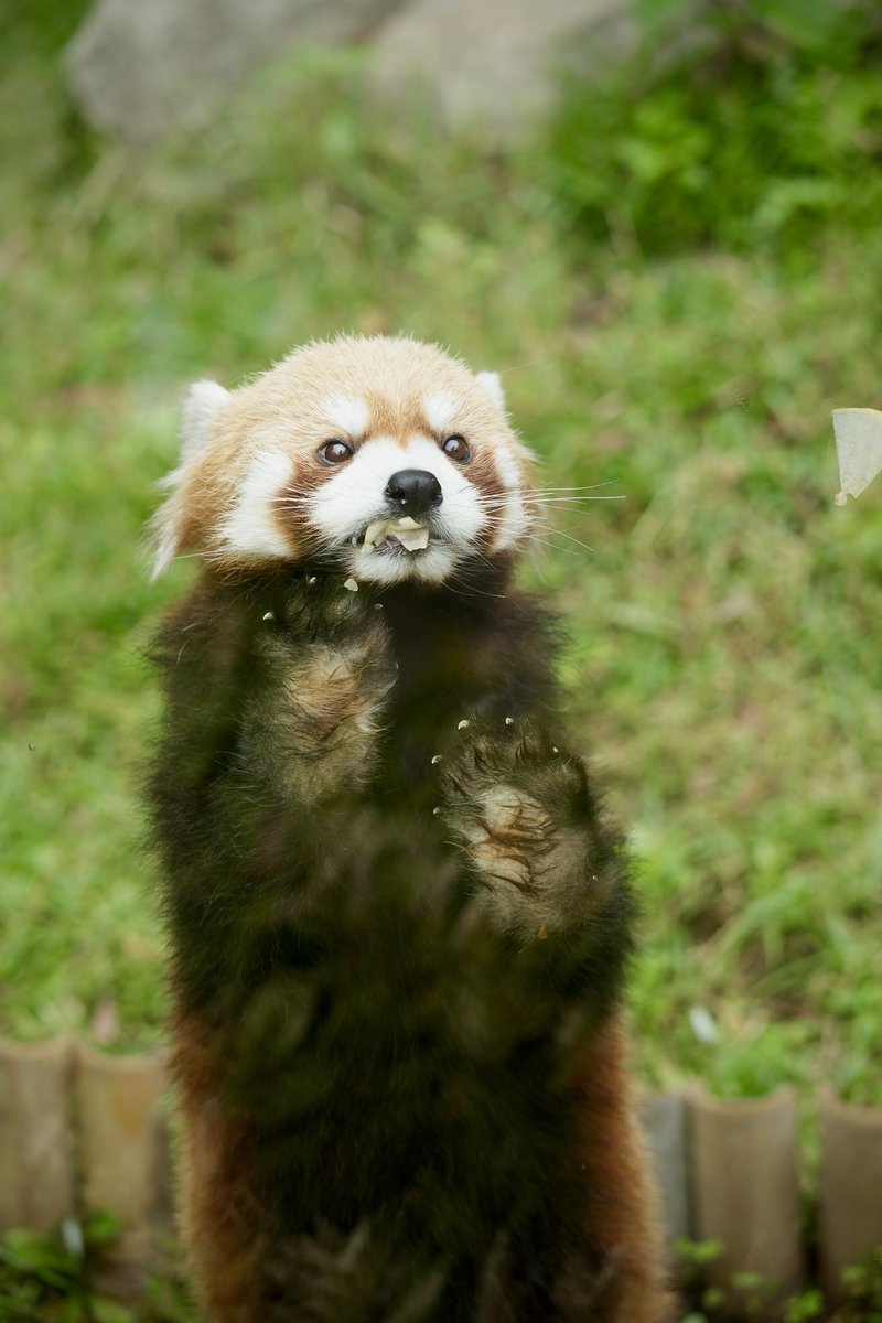 口元のﾌﾆｭｯ感が好き
#上野動物園 #レッサーパンダ