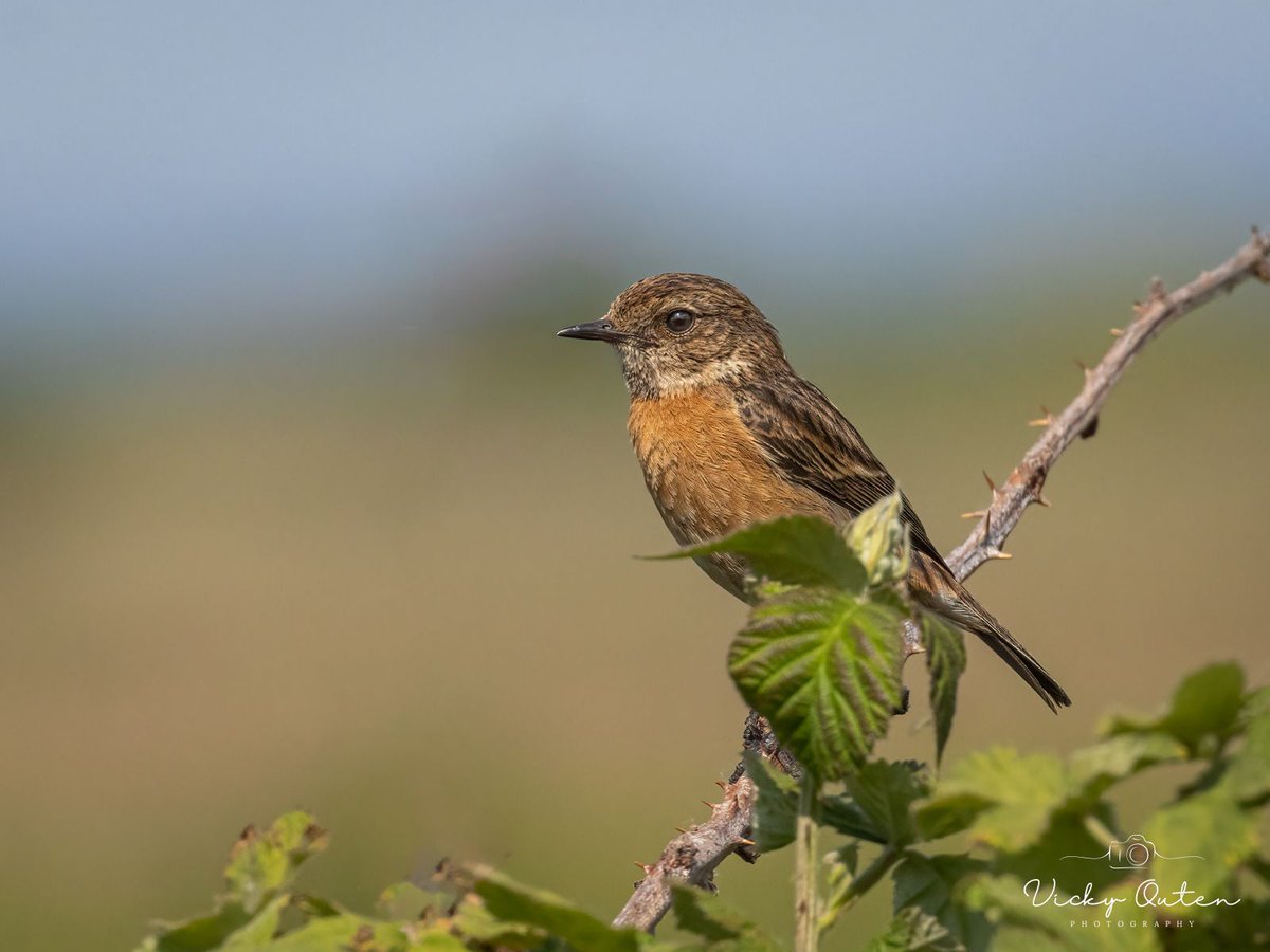 Vicky Outen Photo CPAGB (@vickyoutenphoto) on Twitter photo Female stonechat
linktr.ee/vickyoutenphoto
#wildlife #bbccountryfilemagpotd #photooftheday #BBCWildlifePOTD #BBCSpringwatch <a href="/ThePhotoHour/">#ThePhotoHour</a> <a href="/Team4Nature/">Team4Nature</a> <a href="/Britnatureguide/">The British Nature Guide</a> <a href="/NatureUK/">NatureUK</a> @wildlifemag <a href="/nature_voice/">Giving Nature a Voice</a> #stonechat
Thanks for your support! Female stonechat
linktr.ee/vickyoutenphoto
#wildlife #bbccountryfilemagpotd #photooftheday #BBCWildlifePOTD #BBCSpringwatch <a href="/ThePhotoHour/">#ThePhotoHour</a> <a href="/Team4Nature/">Team4Nature</a> <a href="/Britnatureguide/">The British Nature Guide</a> <a href="/NatureUK/">NatureUK</a> @wildlifemag <a href="/nature_voice/">Giving Nature a Voice</a> #stonechat
Thanks for your support!