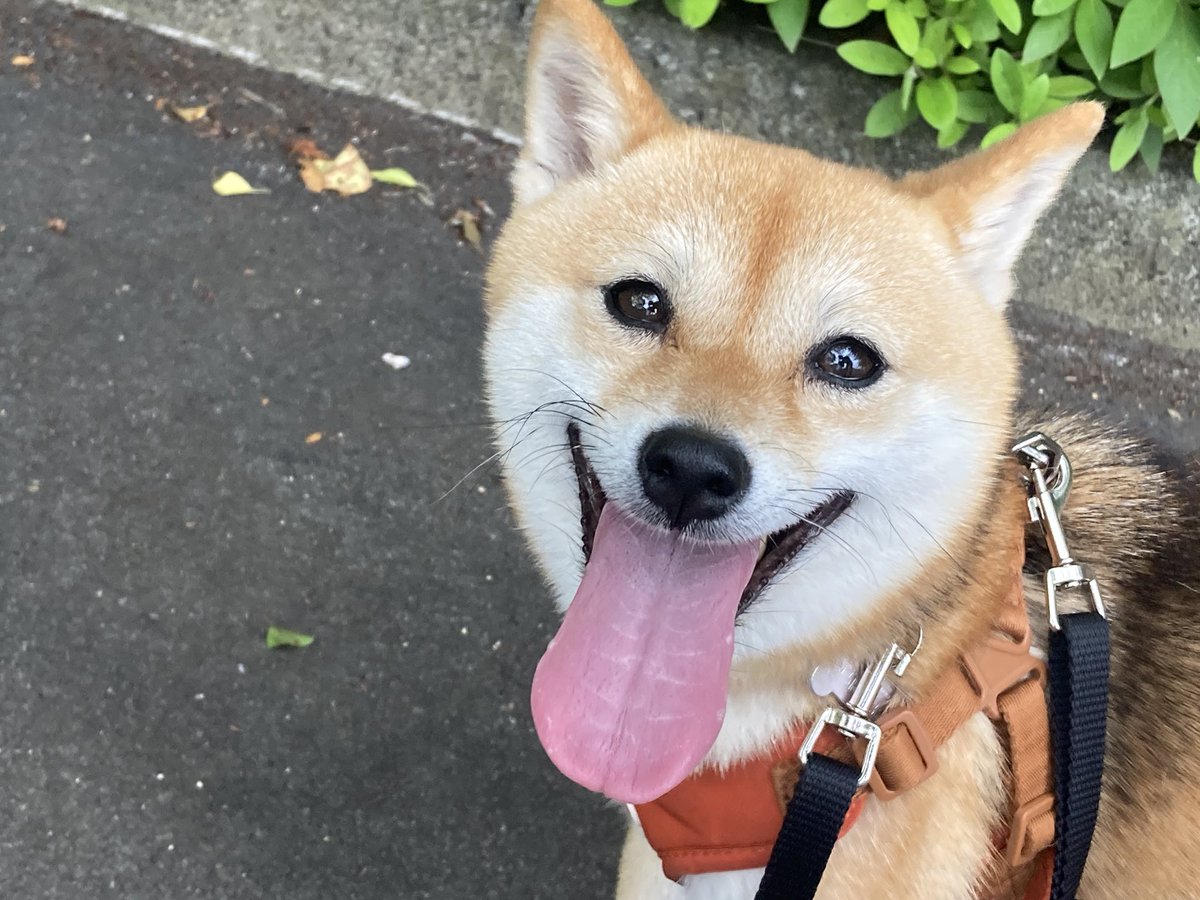 豆柴むつ (@Nu345Y20180) / Posts / X