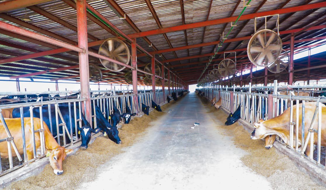 biodunaoyebanji's tweet photo. I visited the Ikun Dairy Farm to inspect progress on this important public-private partnership between the Ekiti State Government and Promasidor Nigeria Limited. I was impressed with the growth we have achieved including more cows, a remarkable increase in milk production, and jobs for our people.

We also flagged off the “Ikun Milk Day” initiative, a weekly milk supply to school children in Ikun, a laudable gesture by Promasidor as part of their corporate social responsibility.

Our administration remains focused on leveraging the potential of agribusiness to drive industrialisation and economic growth as well as deliver the true dividends of good governance to our people in line with our shared prosperity agenda.