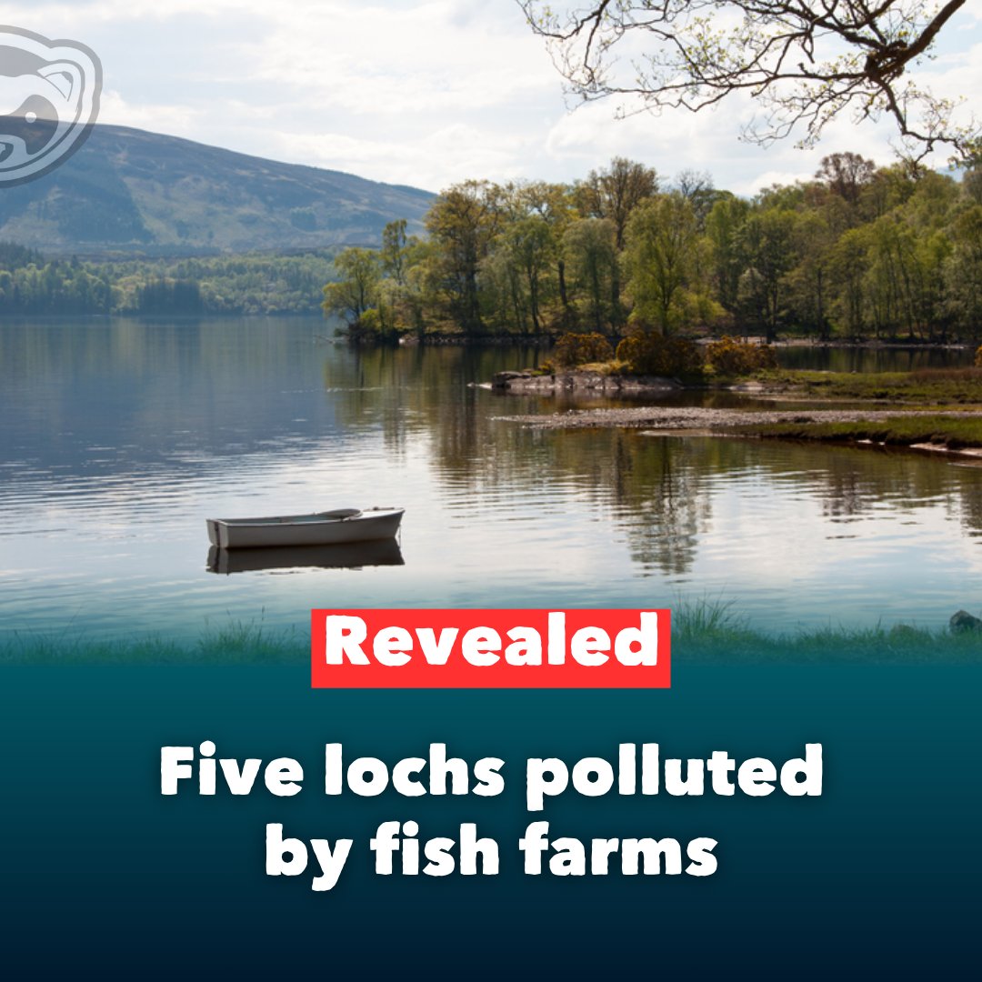 🔴 NEW: Five freshwater lochs in the Highlands and Islands have been damaged by pollution from fish farms, a scientific study found — but the names were kept secret. Now, after a freedom of information battle, they’ve been revealed.

Find out more: bit.ly/43OePNb