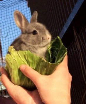 뀨핑이오면이러고다녀야겟다