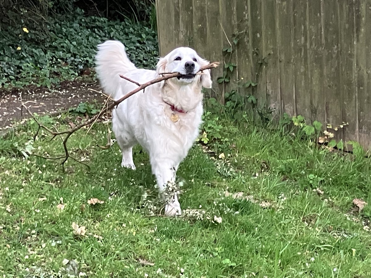 Proudly carrying my #StickoftheDay