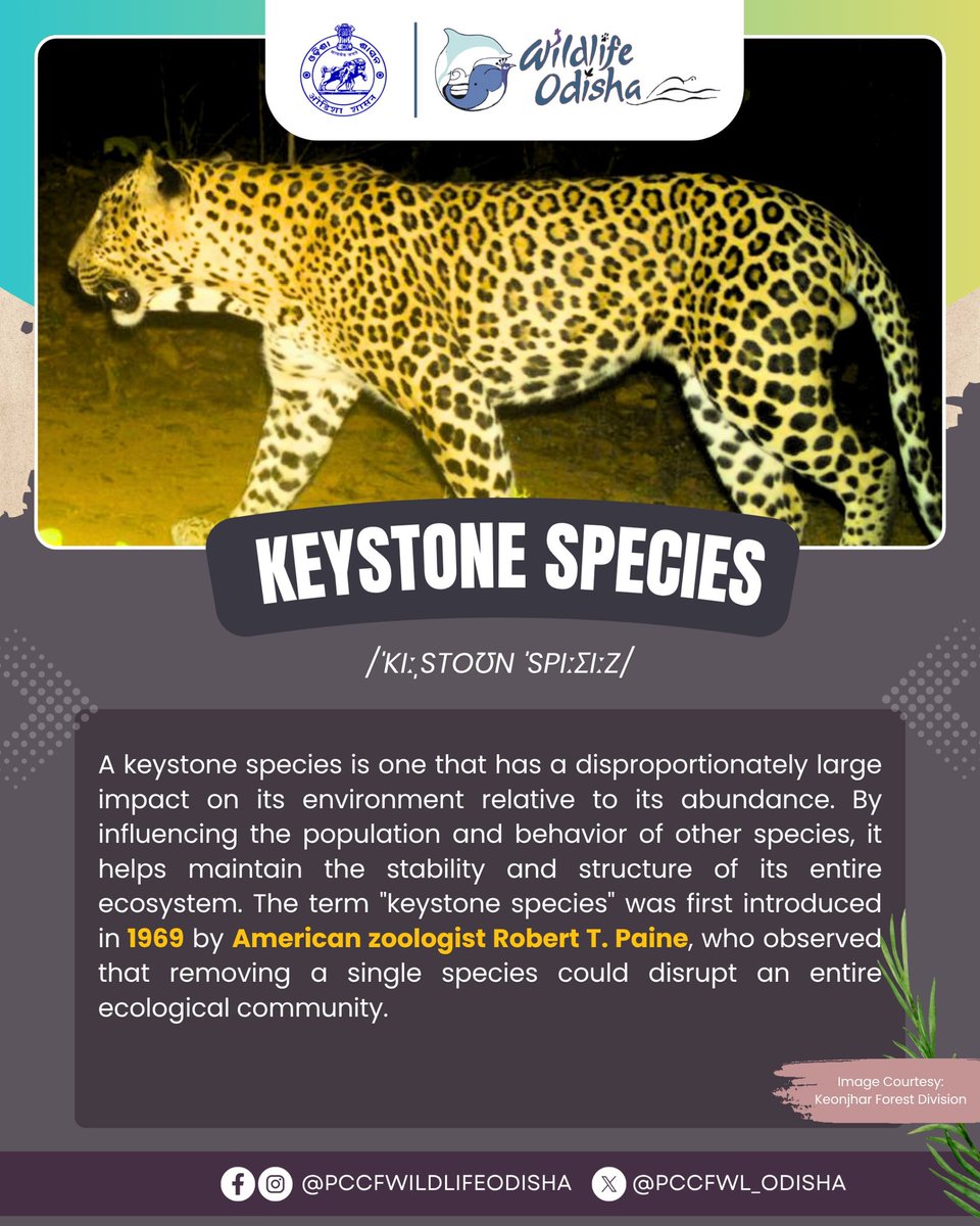 PCCF WL & CWLW, Odisha (@pccfwl_odisha) on Twitter photo Ever heard of a species that holds an entire ecosystem together?
Keystone species might not always be the most visible, but their role is absolutely vital. From predators to pollinators тАФ without them, ecosystems could collapse.
<a href="/ForestDeptt/">Odisha Forest, Env. and Climate Change Department</a>
#KeystoneSpecies #EcoBalance Ever heard of a species that holds an entire ecosystem together?
Keystone species might not always be the most visible, but their role is absolutely vital. From predators to pollinators тАФ without them, ecosystems could collapse.
<a href="/ForestDeptt/">Odisha Forest, Env. and Climate Change Department</a>
#KeystoneSpecies #EcoBalance