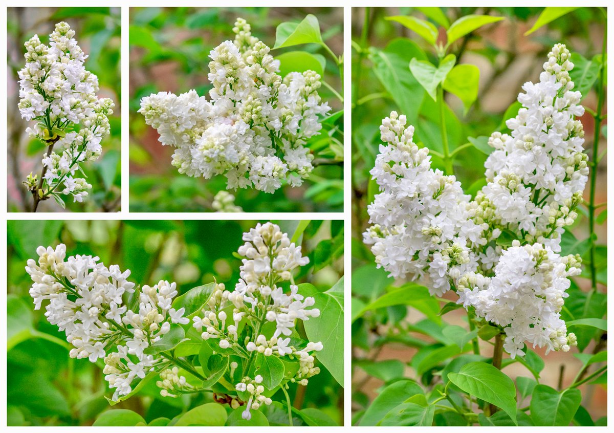 When a maiden died on the day she was to be married, she asked for lilac to be laid on her grave. Mourners placed purple lilac, but it rooted and bloomed white. No matter how often they replanted it, it turned white — and so the first white lilac came to be. #FolkloreThursday