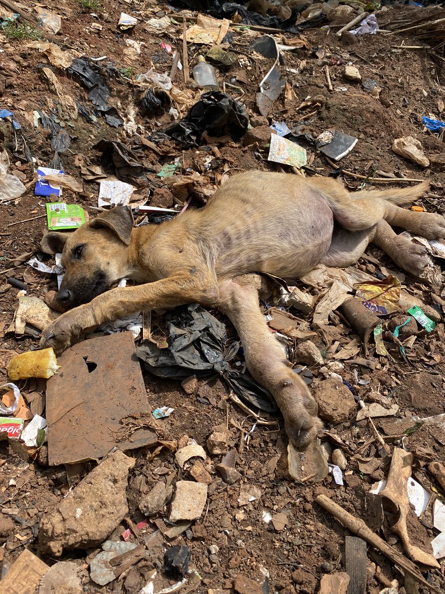 Lovetheydeserve's tweet image. Found this mama on the street today 💔 swollen legs, big belly, so much pain 😢
She needs us. No help is too small 🐾 any little bit helps please don’t scroll 🥲
🔗 ❤️‍🩹 gofund.me/f367bab6
#HelpHerHeal #StreetDog #AnimalSupport