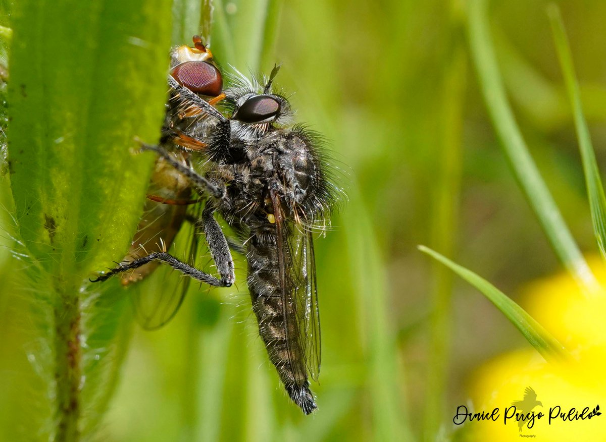 DanielParejo8's tweet photo. Asilidae con Syrphidae cazado https://t.co/TpcpIwT7cS