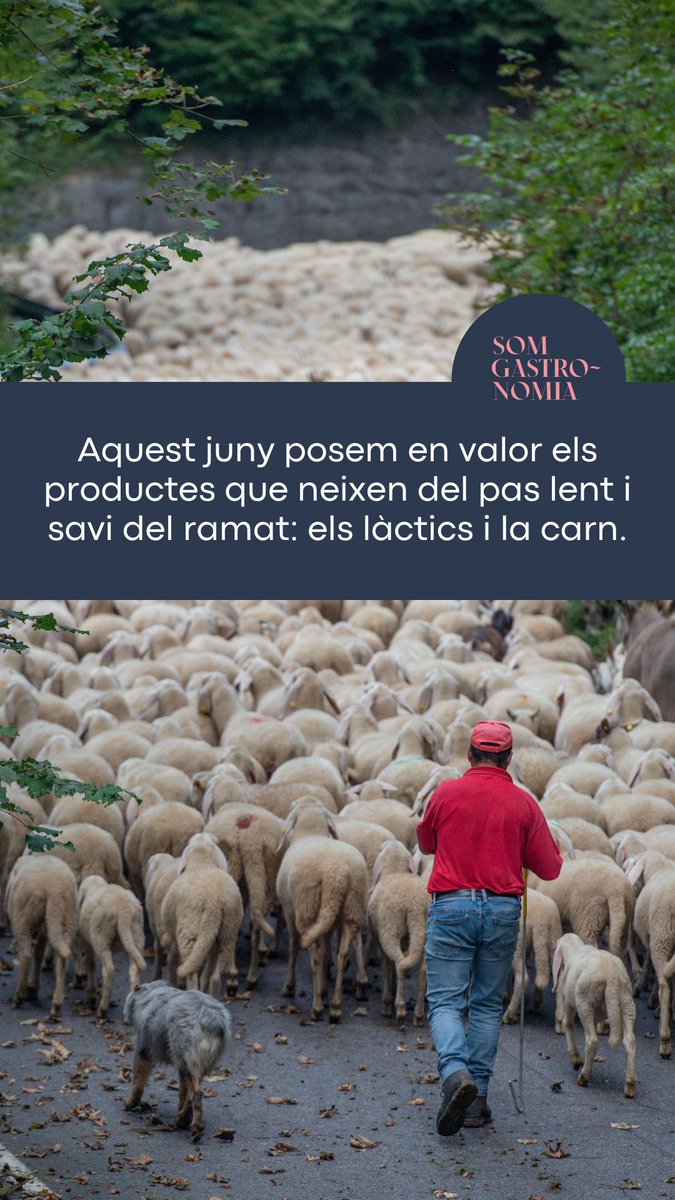 Som Gastronomia tweet media