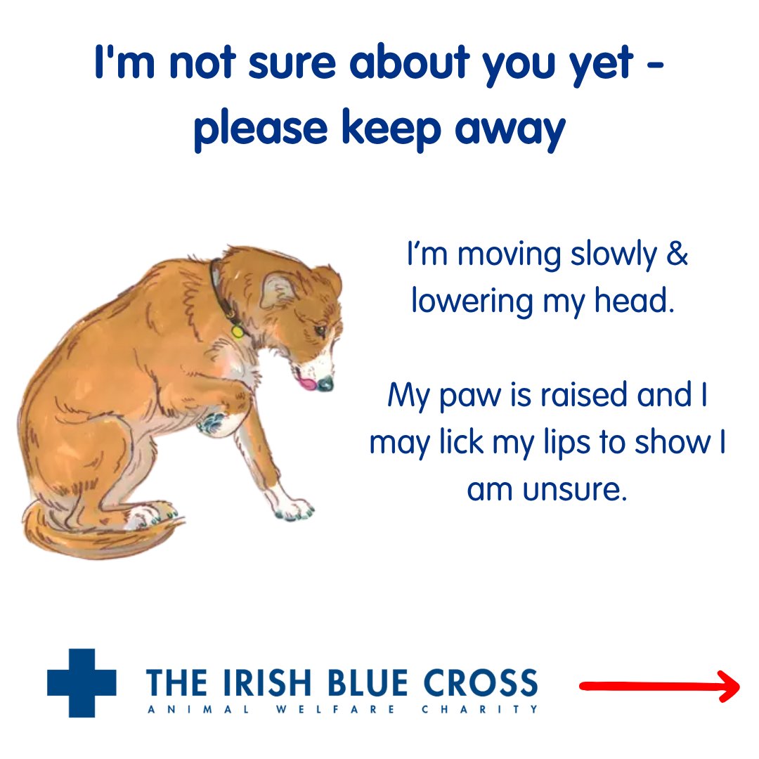 IrishBlueCross's tweet image. Most dogs don’t bite out of the blue! They usually give us signs first. Learning to read their body language can help keep everyone safe and happy. 
Read more here: bluecross.ie/pet-advice/sta… #DogSafety #UnderstandingDogs #DogBodyLanguage