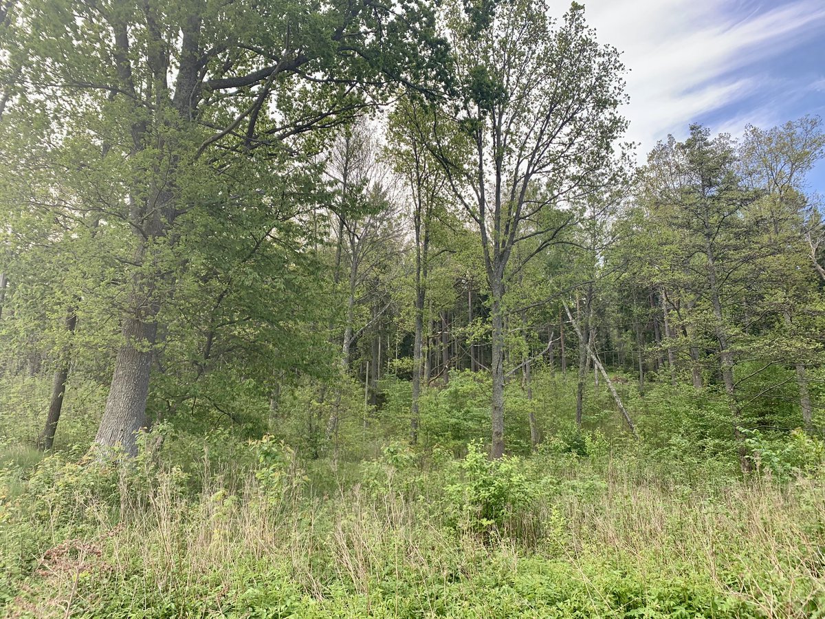 In search of Common Redstart in some incredible habitat at Elfvik, Sweden. Over the moon to field record 8 different singing males, all of which were mimicking a host of other species. Incredible morning, with results far exceeding my expectations…