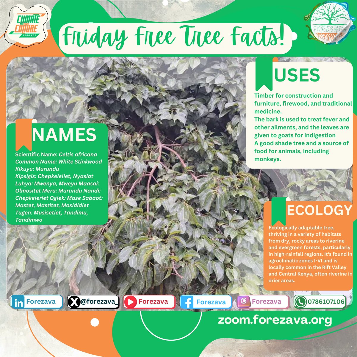 Scientific Name: Celtis africana
Uses: Timber for construction and for medicinal purposes. A good shade &amp; food for animals like monkeys.

#FOREZAVA #Youth4Climate #Seed2Tree #ZoomIntoNature