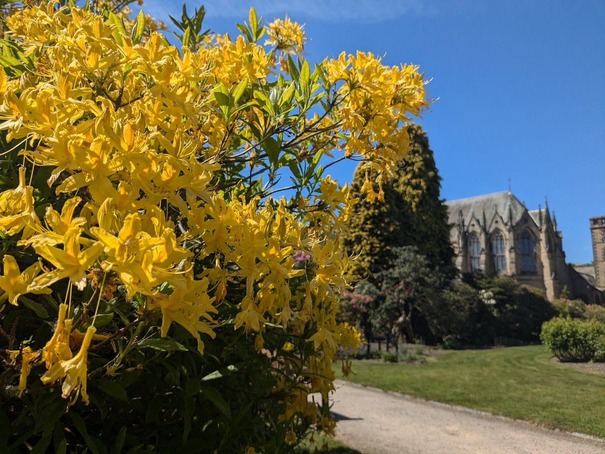 ๐ผ๐Helencello๐๐ผ (@helencello) on Twitter photo <a href="/DailyPicTheme2/">Daily Picture Theme</a> A bright yellow azalea glowing in the Spring Sunshine at <a href="/ushawdurham/">Ushaw Historic House, Chapels & Gardens</a>
#DailyPictureTheme <a href="/DailyPicTheme2/">Daily Picture Theme</a> A bright yellow azalea glowing in the Spring Sunshine at <a href="/ushawdurham/">Ushaw Historic House, Chapels & Gardens</a>
#DailyPictureTheme