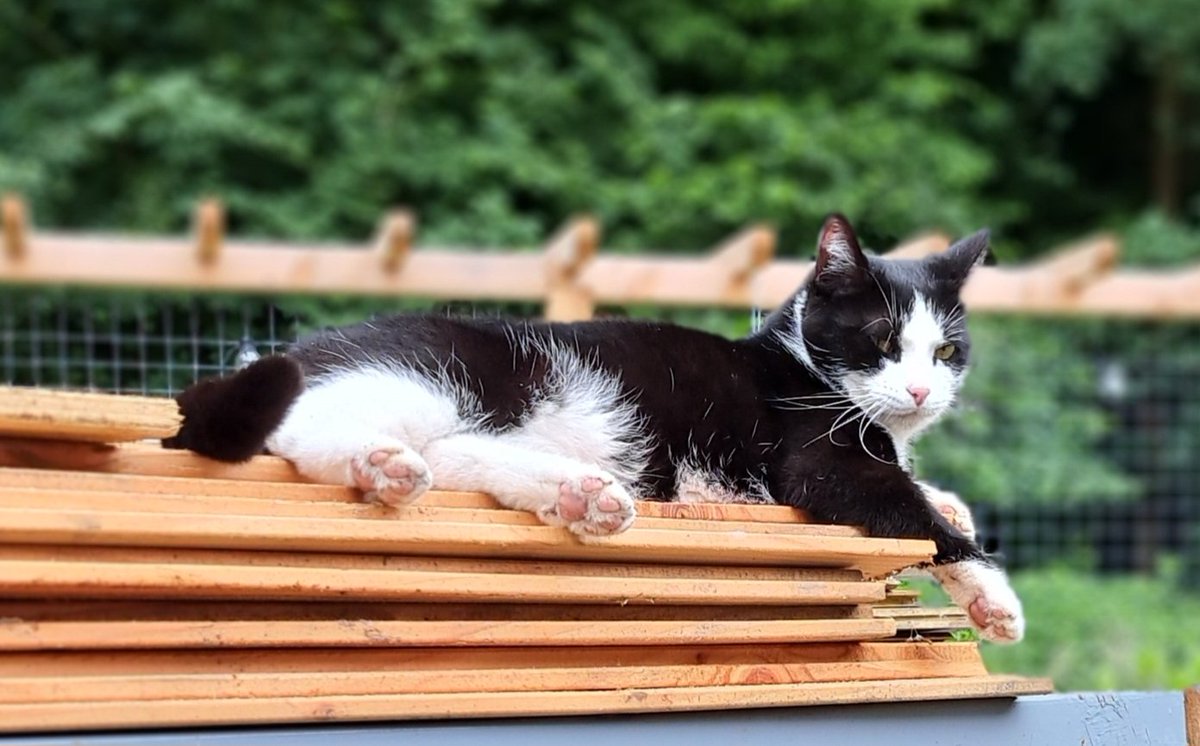 Ze zijn weer aan ut klussen. Ik kijk of ut goed gaat, want ze kennen niks zonder mijn ekspertieze.