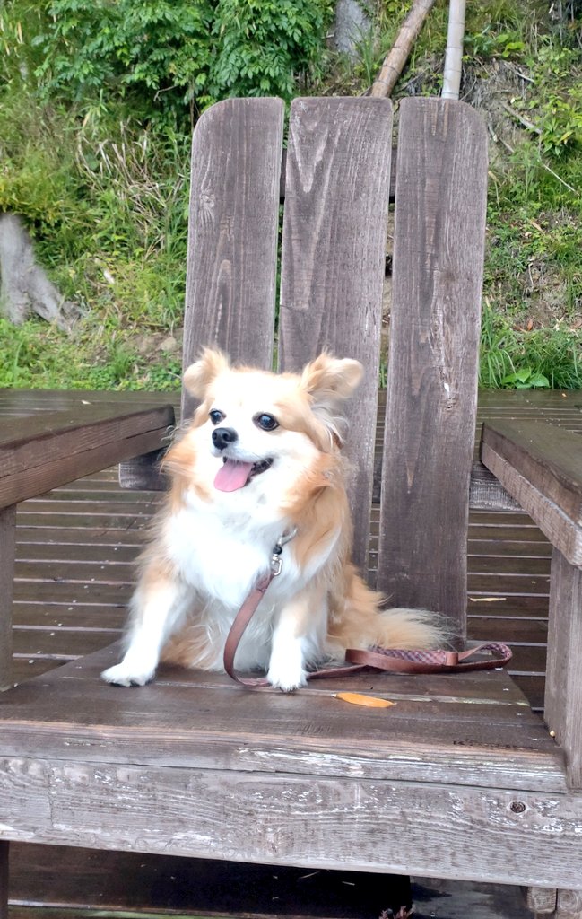 先週、イッヌ連れていすみ市のグランピング併設のリゾート、五氣里に泊まってきました〜🐶
初日は生憎の天候ではありましたが、ドームテントは雨風強くても快適でした！
お料理も地産地消のこだわりで美味しかった！（猪のシビエなど）
温泉も天然温泉の黒湯で、大浴場の他に客室でも入れるのが良！♨️
