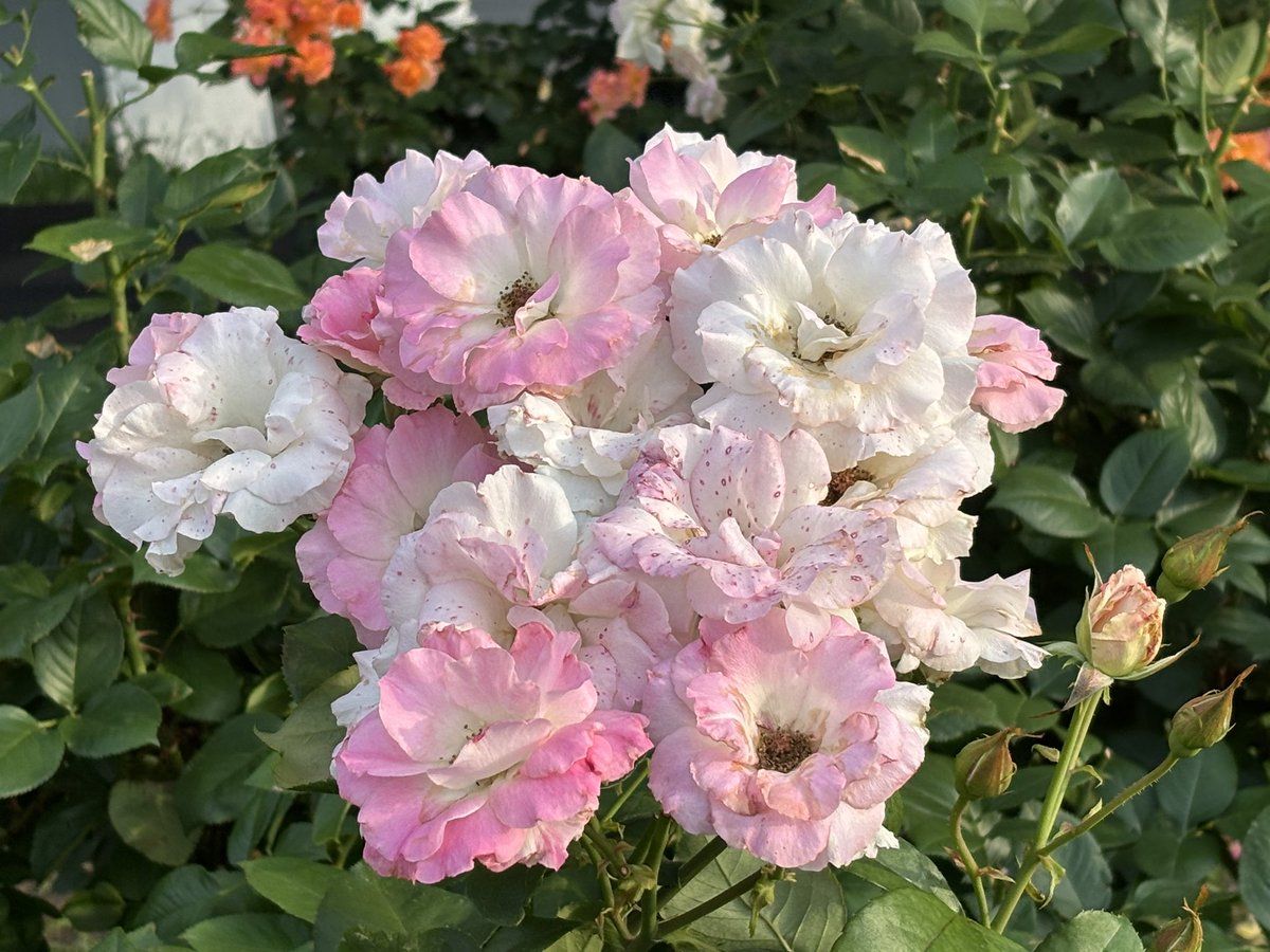 reds2010b's tweet photo. 埼玉スタジアムの薔薇園🌹 https://t.co/NaPA8hYSym