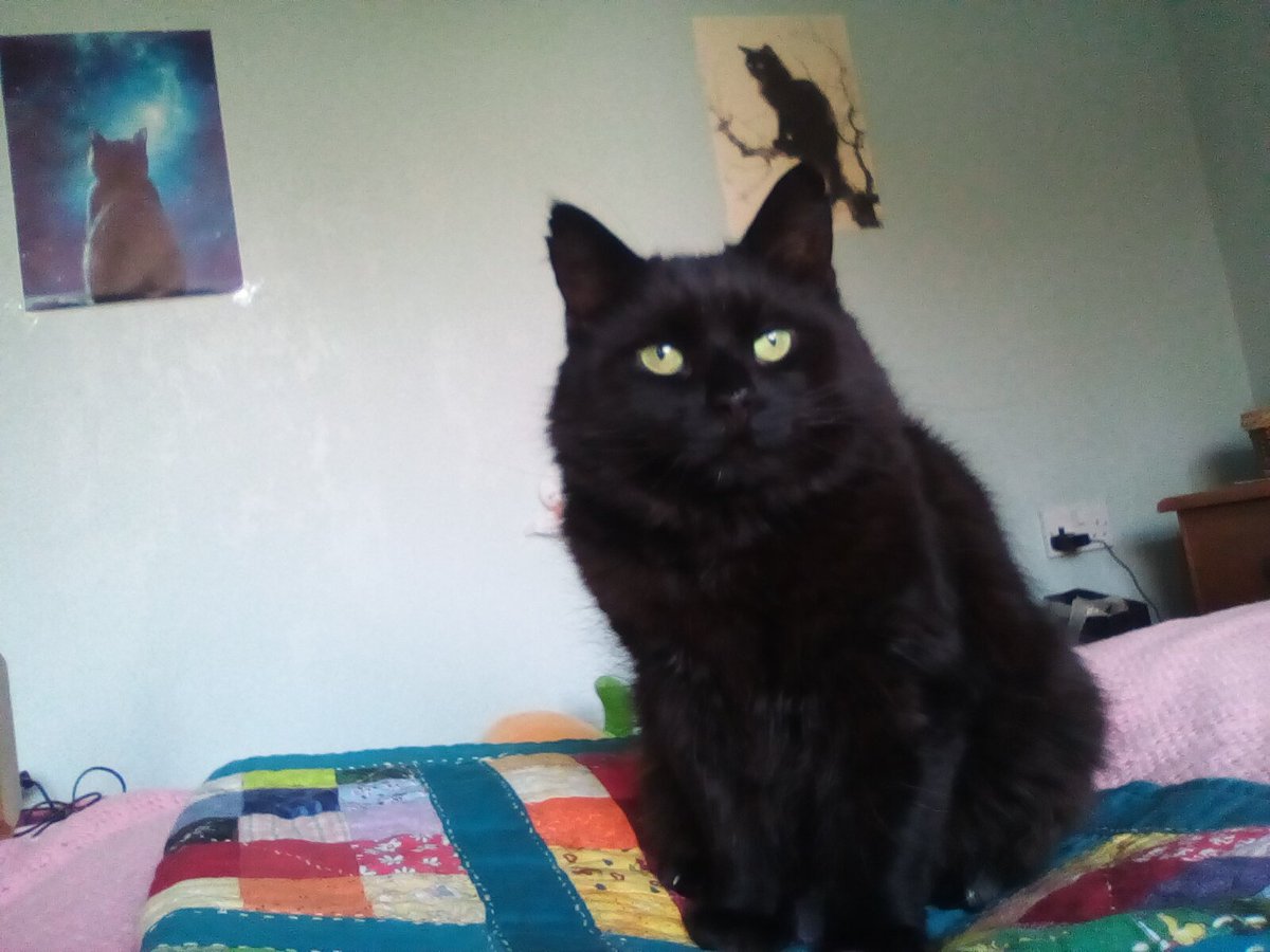 laura watts-fleming in memory of Gabi , Gem🌈 tweet media