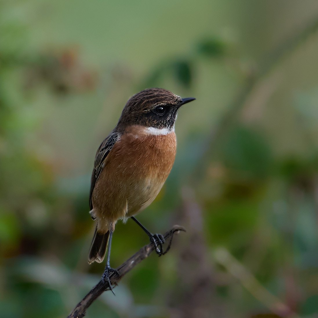 Stonechat.
