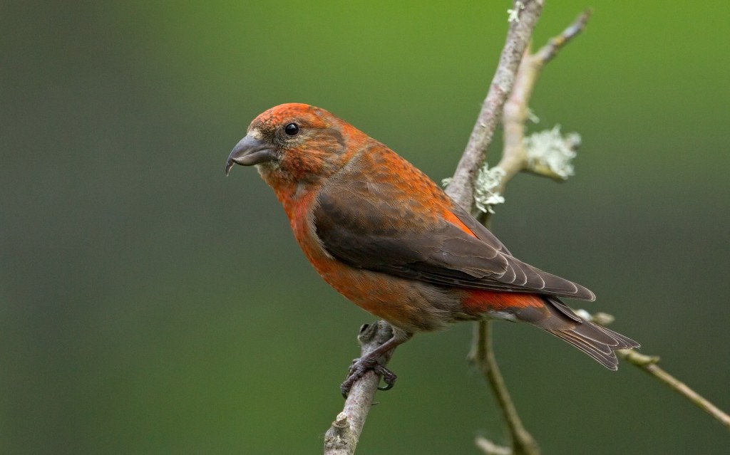 🆕_PAPER_Dinámica histórica de los movimientos irruptivos de los #pinzones fringílidos en #Eslovenia (centro-sur de Europa) indicada a partir de los totales de #anillamiento de #aves 👇
ℹ️ doi.org/10.13157/arla.… #ornitología #CienciaConAves