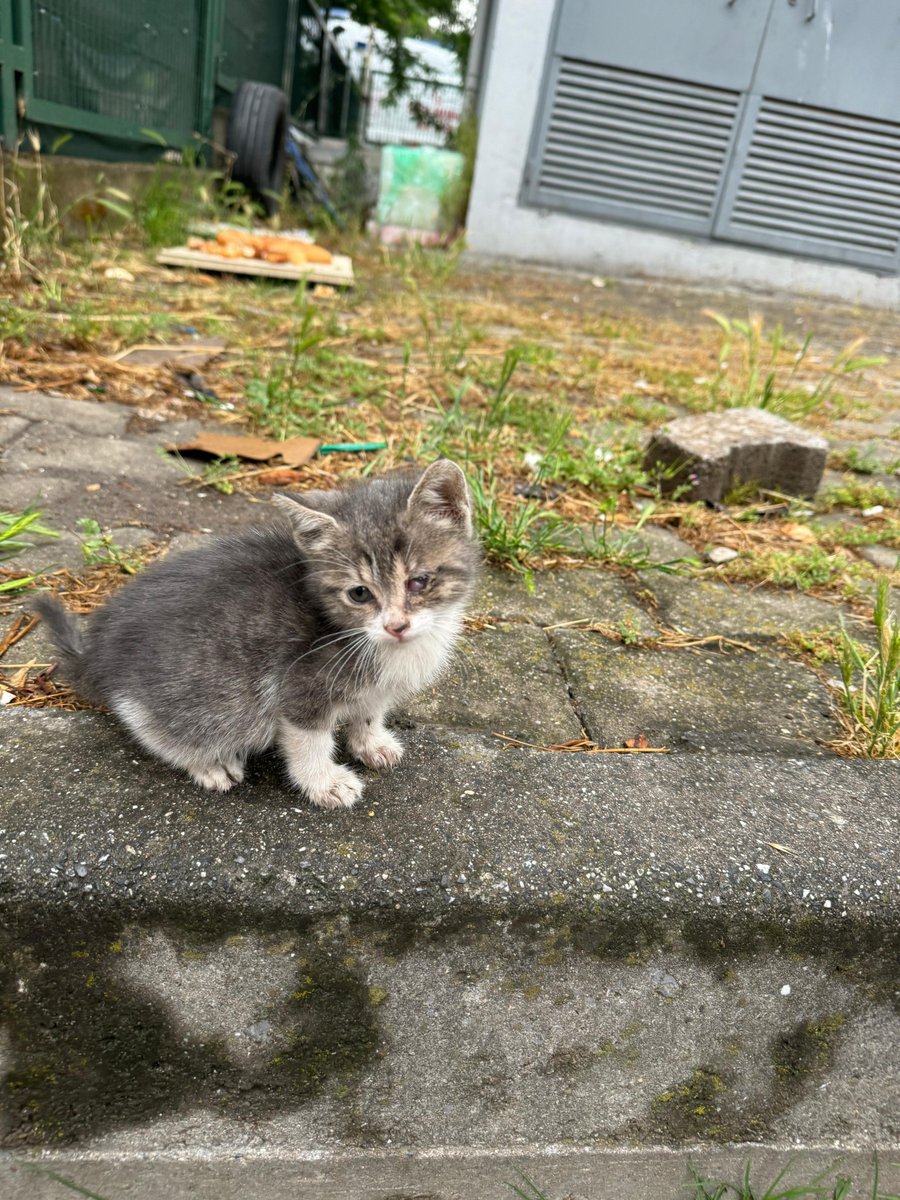 berkozberko's tweet photo. annesine araba çarptığı için hayatını kaybetmiş. minicik haliyle tek başına kalmış. sonra ona da araba çarptığı için gözü bu hale gelmiş. iyileşme ihtimali var ama artık sokakta yapamaz. daha 1 aylık bile değil. çok tatlı. evine alan kişi baya şanslı olur. lütfen yuva. istanbul https://t.co/83AIkMLLgB