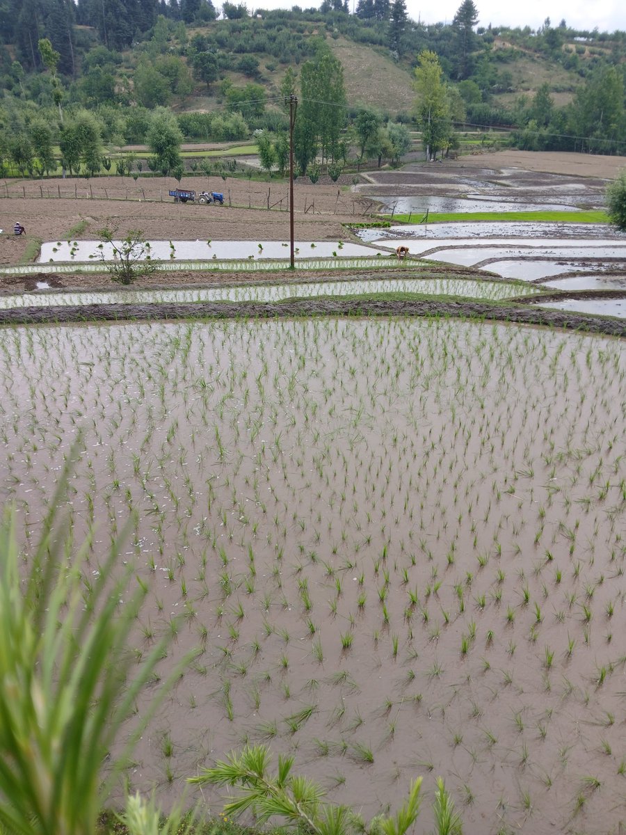 bilalreshi935's tweet photo. Here’s a glimpse from the lush green fields of paddy in Gundchubootra, District Kupwara, that are ensuring a #SustainableLivelihood for the local farmers.
#Kasher #Kashmiri https://t.co/EAlCHkbGaI