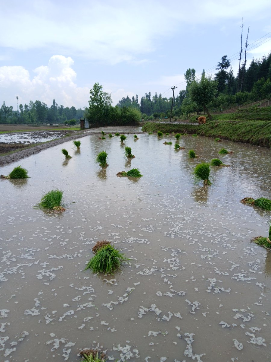 bilalreshi935's tweet photo. Here’s a glimpse from the lush green fields of paddy in Gundchubootra, District Kupwara, that are ensuring a #SustainableLivelihood for the local farmers.
#Kasher #Kashmiri https://t.co/EAlCHkbGaI