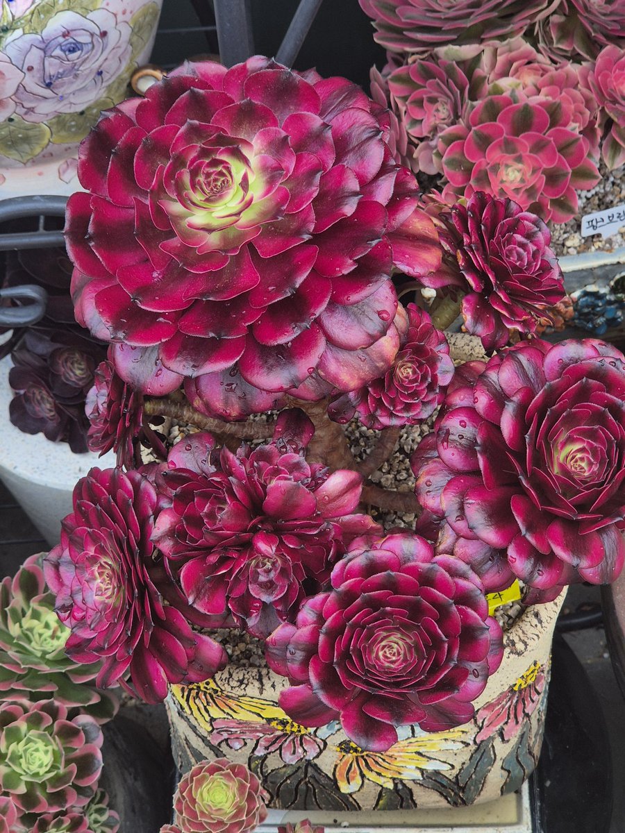 syh2945's tweet image. 오늘 다시 그 집앞 
      #다육이