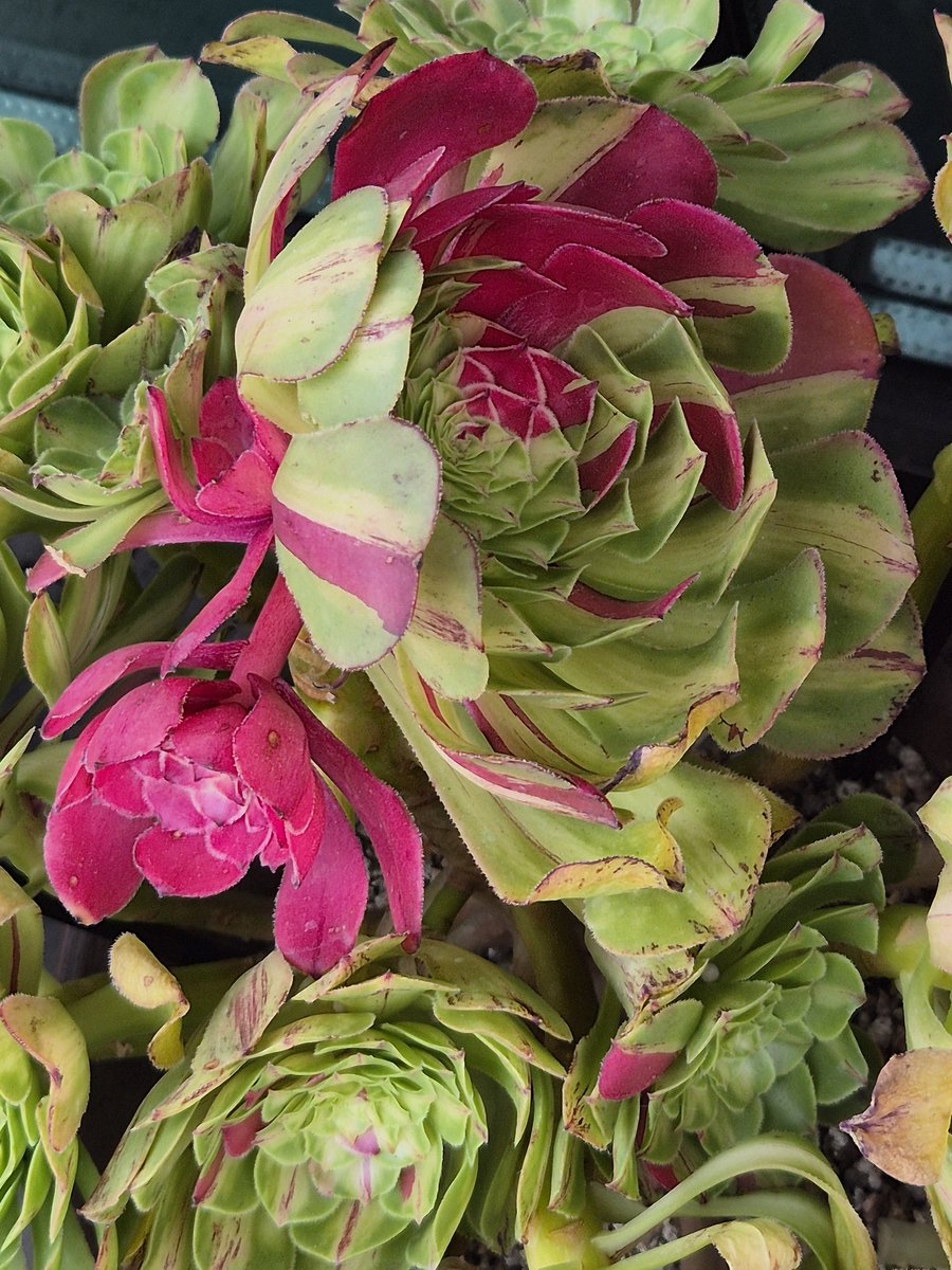 syh2945's tweet image. 오늘 다시 그 집앞 
      #다육이