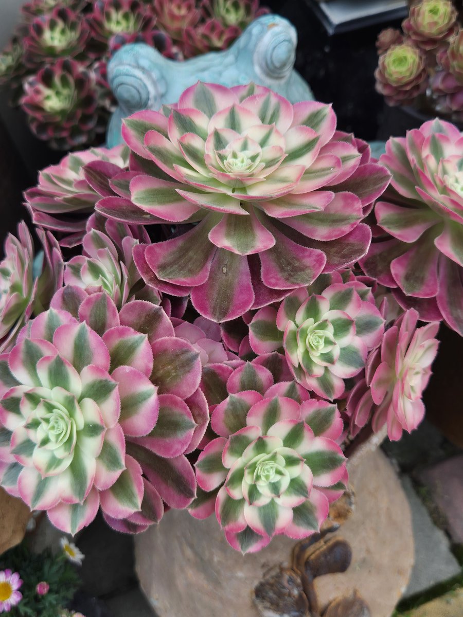 syh2945's tweet image. 오늘 다시 그 집앞 
      #다육이