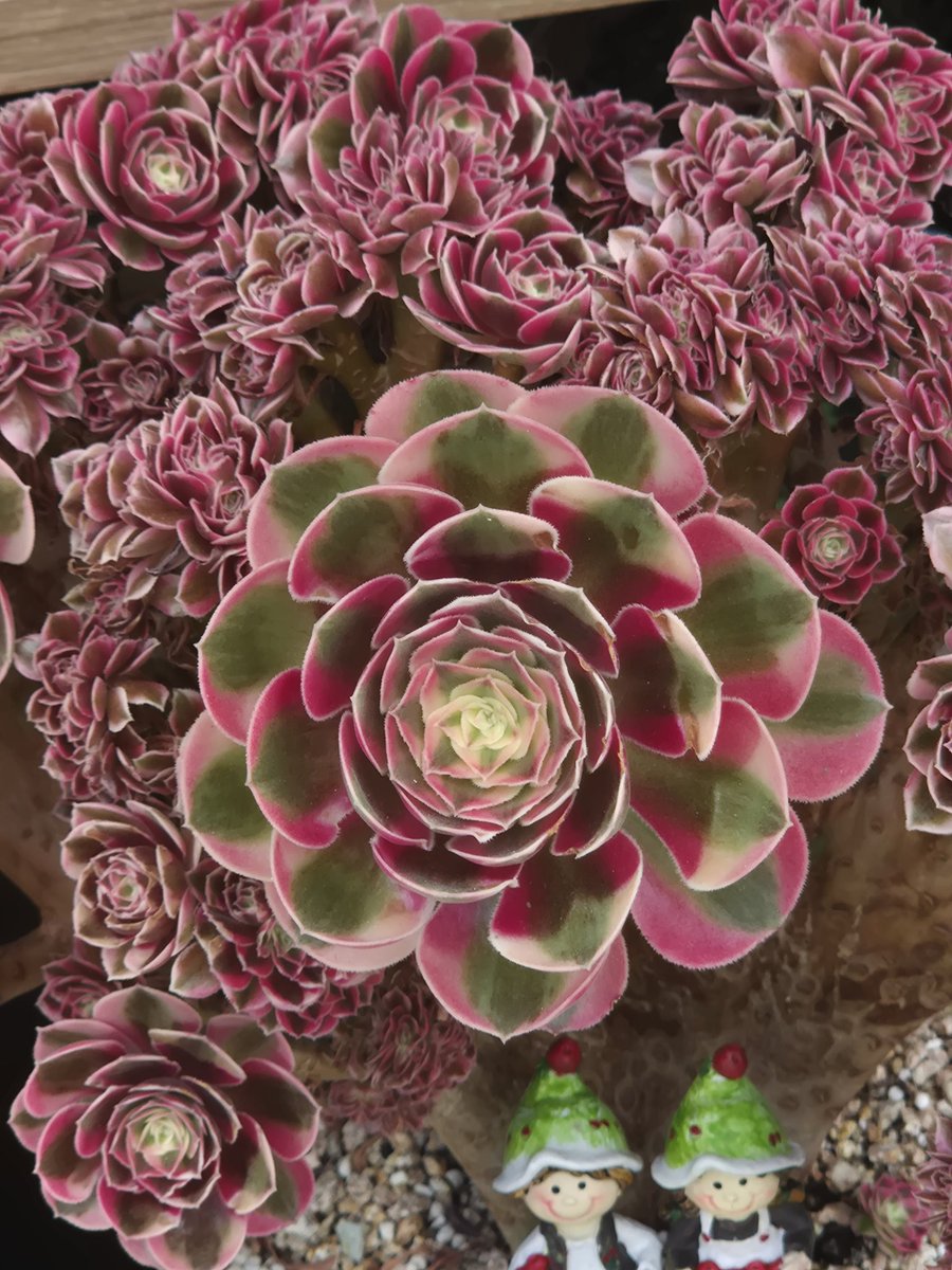 syh2945's tweet image. 오늘 다시 그 집앞 
      #다육이