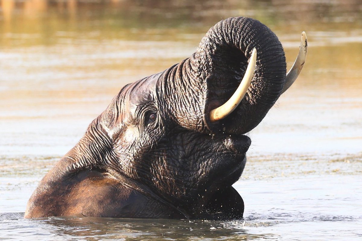 📷Charl Maher titles this one "Golden hour entertainer".  #AddoElephantNationalPark #LiveYourWild <a href="/SANParks/">SANParks</a>