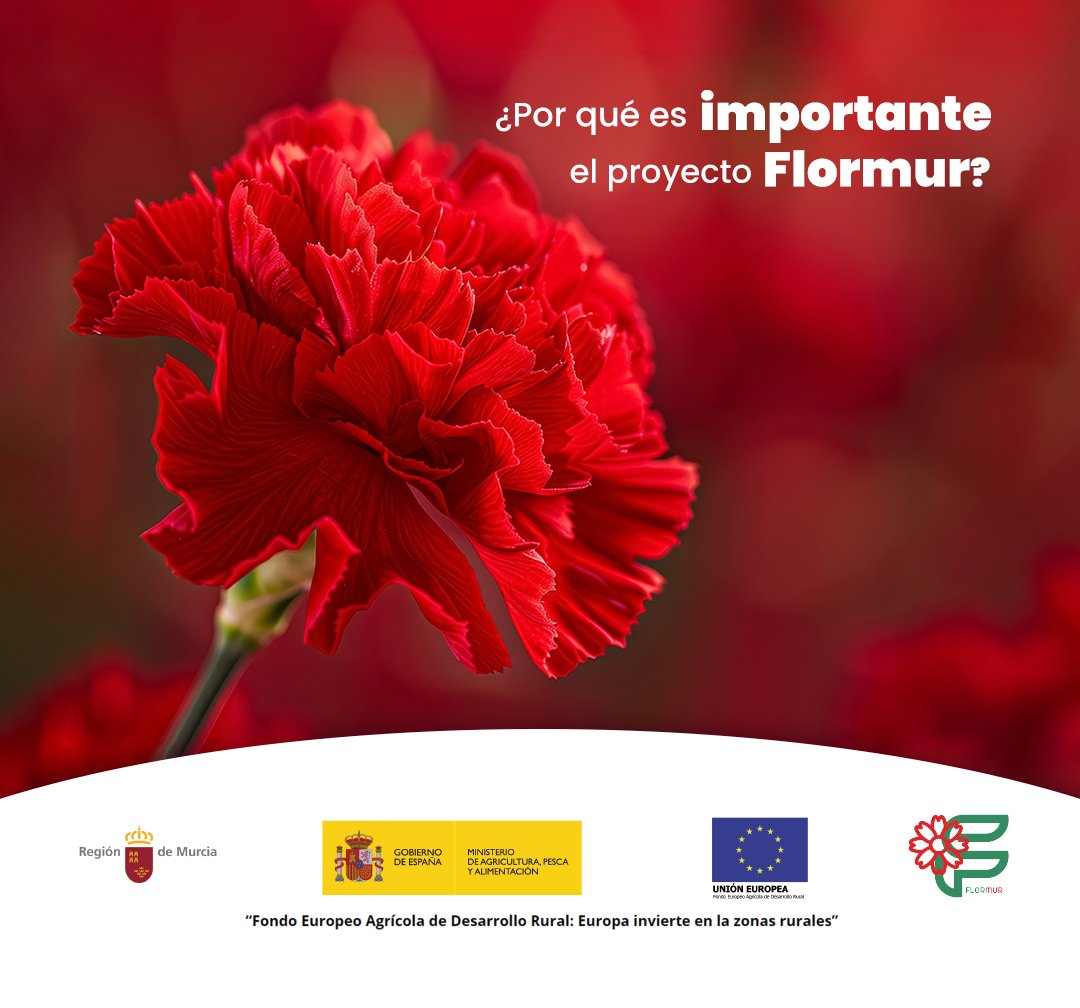 🌱FLORMUR surge como respuesta a los desafíos a los que se enfrenta el sector de flor cortada en la Región:
•Plagas como el Trips.
•Reducir el uso de fitosanitarios.
•El cambio climático.
•Diferenciarse en el mercado internacional.
#canaraflor <a href="/gobmapa/">Ministerio de Agricultura, Pesca y Alimentación</a> #FondosUE #murcia