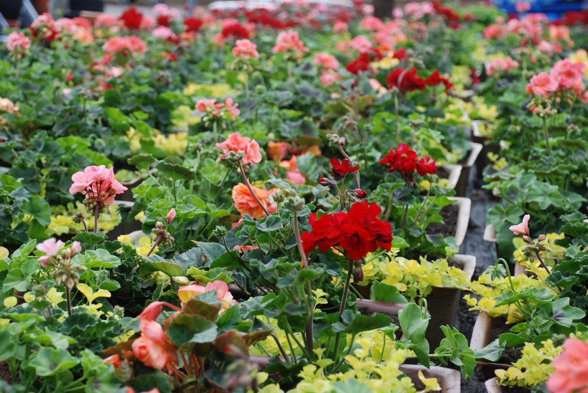 🌼🌸🌺Floral Display Update 🌺🌸🌼

We couldn't resist popping over to the nursery to take a few pictures. They're settling in and growing quickly now.

It looks like a glorious blaze of colour 🥰 We hope you like the look of it.

Installation will begin next week...

#HRinBloom