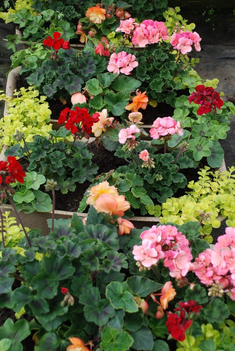 HRinBloom's tweet photo. 🌼🌸🌺Floral Display Update 🌺🌸🌼

We couldn't resist popping over to the nursery to take a few pictures. They're settling in and growing quickly now.

It looks like a glorious blaze of colour 🥰 We hope you like the look of it.

Installation will begin next week...

#HRinBloom https://t.co/I8dPO2F57j