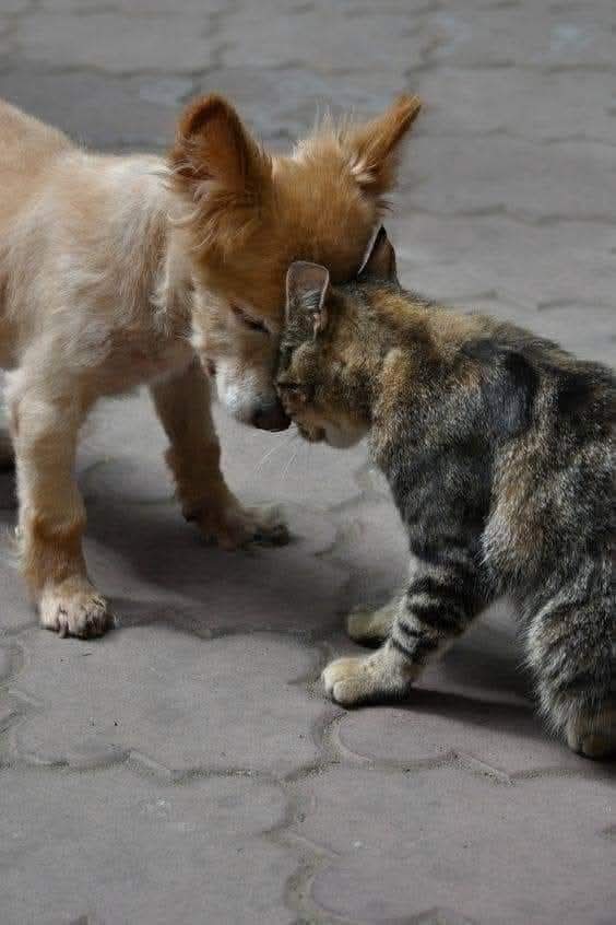 AdeaClaude's tweet photo. Si vous ne pouvez pas adopter, hébergez.
Si vous ne pouvez pas héberger, parrainez.
Si vous ne pouvez pas parrainer, soyez bénévole.
Si vous ne pouvez pas être bénévole, faites un don.
Si vous ne pouvez pas faire un don, sensibilisez, diffusez sur le net et autour de vous. https://t.co/hTWZNPPk0A