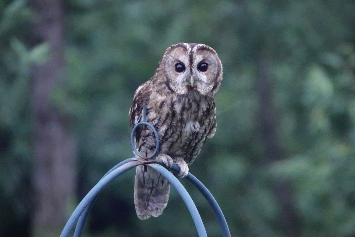 Janice Sutton tweet media