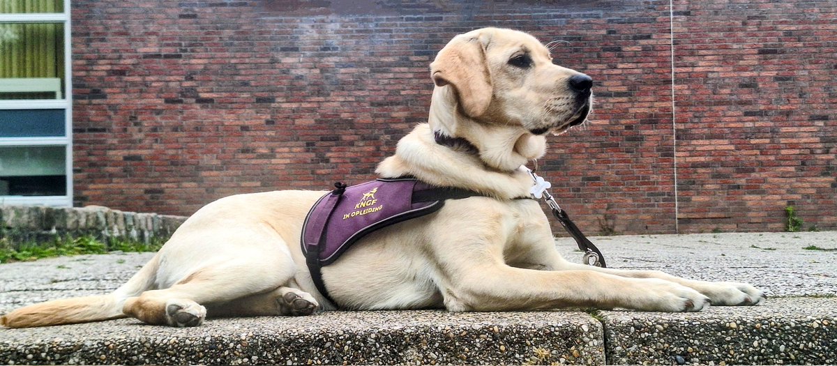 Knappe Mila bijna 8 maanden 
<a href="/KNGFGeleidehond/">KNGF Geleidehonden</a> #puppypleegezin #leukstevrijwilligerswerkooit #genieten #labrador