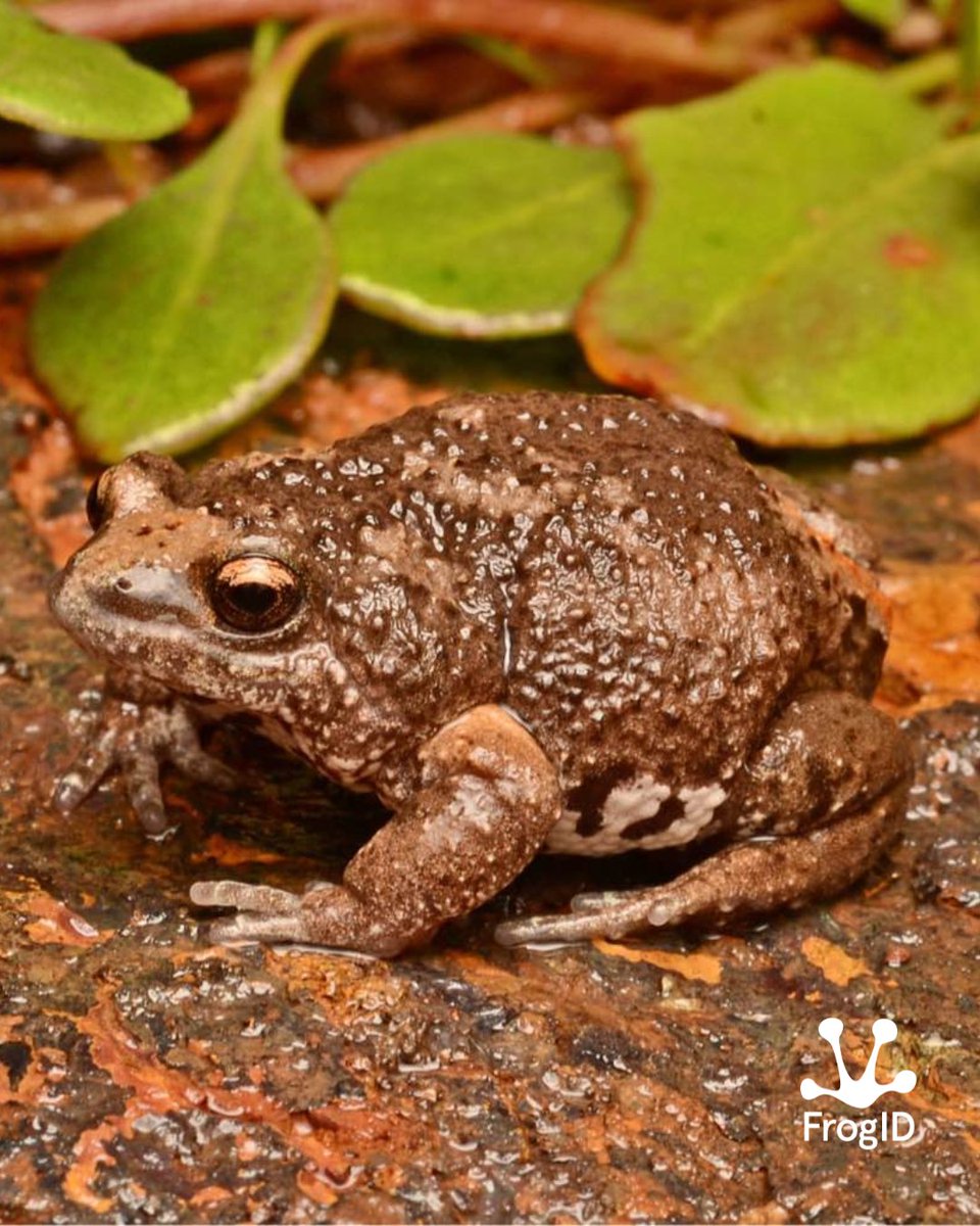 FrogIDAus's tweet image. Another incredible FrogID submission has added a new grid cell to the national FrogID dataset – this time a recording of the Western Toadlet (Pseudophryne occidentalis) from the Goldfields region of the Mid West, WA! 🐸Thanks Jack for the audio submission, and excellent photo!