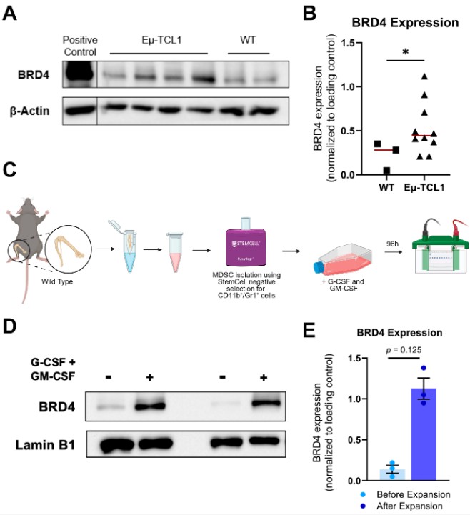 Today read about 👇 

"#BET Protein Inhibition Relieves MDSC-Mediated Immune Suppression in Chronic Lymphocytic #Leukemia"

by Erin M. Drengler, Audrey L. Smith, Sydney A. Skupa, Elizabeth Schmitz, Eslam Mohamed and Dalia El-Gamal

Full text at: mdpi.com/2673-6357/6/2/…
 
#mdpi