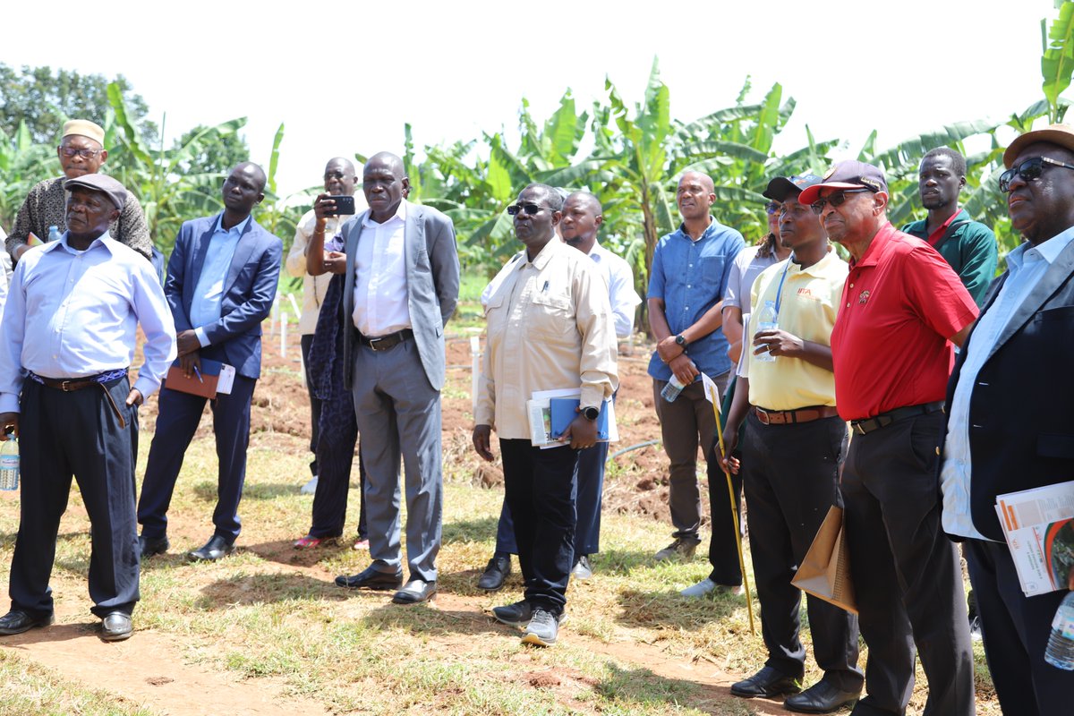 ASARECA's tweet photo. During the recent IITA Board of Trustees Meeting at @IITA_Uganda Sendusu Research Station🇺🇬, ASARECA Interim Executive Director, Dr. Sylvester Dickson Baguma @sdbaguma, joins @IITA_CGIAR  leaders to reaffirm shared commitments to agricultural transformation in Eastern and Central Africa.

His visit included a tour of IITA’s cutting-edge facilities:
🔬 Tissue Culture Labs
🍌 Banana Breeding Program
🌱 Cassava and Banana Screen Houses

ASARECA continues to play a central role in scaling CGIAR innovations across its 15 member countries—ensuring they reach regional programs and the last mile.