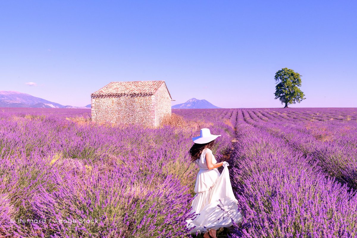 L8 南仏プロバンス ニューラベンダーイエロー 6月10日～7月31日】南仏プロヴァンス ラベンダー鑑賞日帰りツアー 一生
