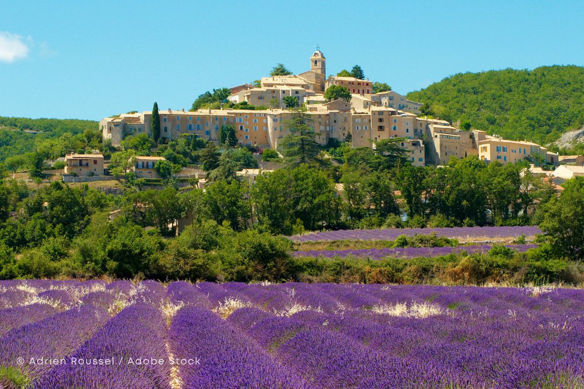 L8 南仏プロバンス ニューラベンダーイエロー 南仏プロヴァンスでは、6月中旬からラベンダーの季節が始まります